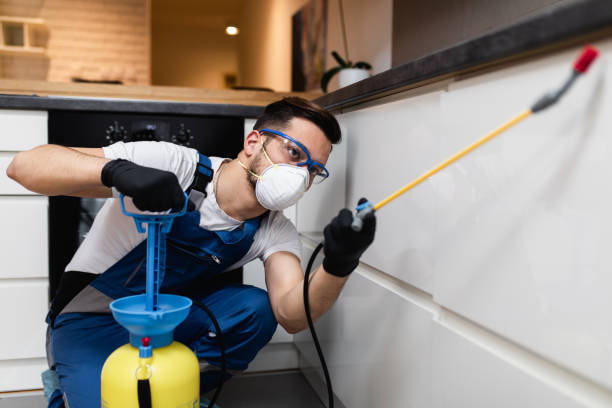 Best Wasp Removal Services  in White Hall, WV