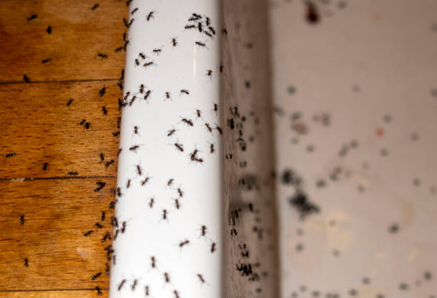 Best Cockroach Control Services  in White Hall, WV