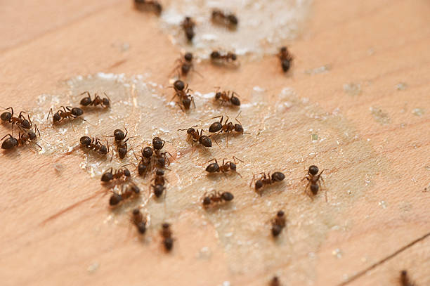 Best Ant Control Services  in White Hall, WV