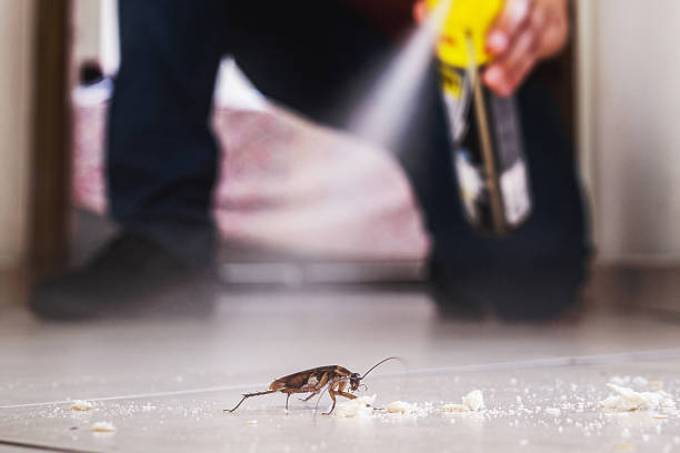 Best Affordable Pest Control Services  in White Hall, WV